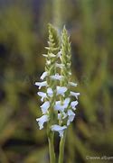 Spiranthes Chadds Ford に対する画像結果
