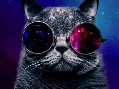 Image result for Fat Cat with Glasses