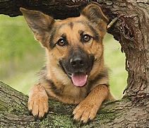 Image result for Free German Shepherd Dogs
