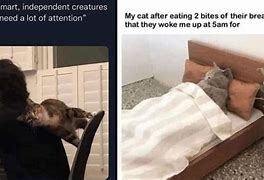 Image result for Weekly Cat Memes