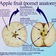 Image result for Internal Anatomy of Apple Trunk