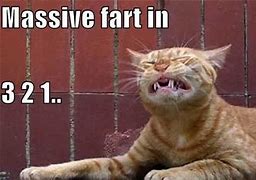 Image result for Cat Fart Meme