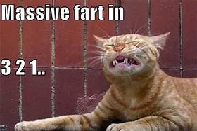 Image result for Poop Funny Cat Memes