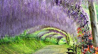 Image result for Most Beautiful Places to Live in Japan