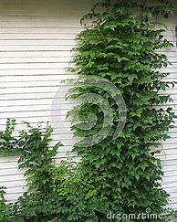 Image result for Climbing Ivy Vines