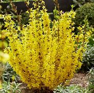 Forsythia intermedia Mikador 的图像结果