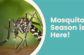 Image result for Mosquito Season