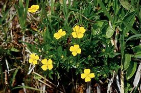 Image result for Potentilla Mont dOr