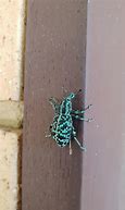 Image result for A Bug with Cyan Eyes