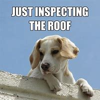 Image result for Roof Dog Meme