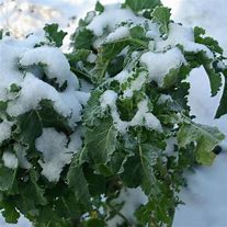 Image result for Brassica ol. var. laciniata Roter Grunkohl