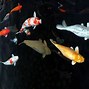 Image result for Beautiful Koi Fish Painting