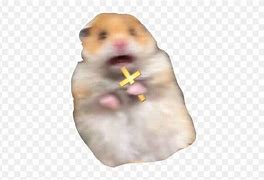 Image result for Hamster Holding a Cross Meme