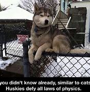 Image result for Husky and Wolf Meme