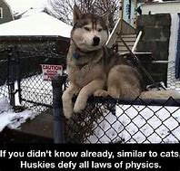 Image result for Husky Dog Meme Pun Joke