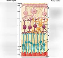 Image result for Drawing of Rods and Cones