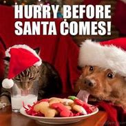 Image result for Christmas Eve Animal Meme