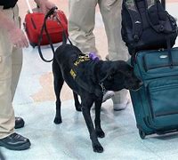 Image result for TSA dog in luggage