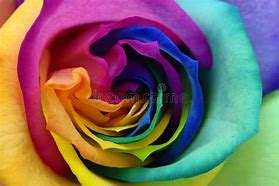 Image result for Rainbow Rose Aesthetic