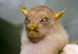 Image result for Fruit Bat Face