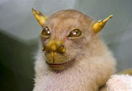 Image result for Fruit Bat Face Up Close