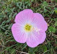 Image result for Pretty Pink Wildflowers
