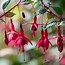 Image result for Fuchsia Pink and Red