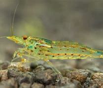 Image result for Amano Shrimp