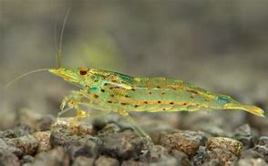 Image result for Algae Shrimp