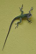 Image result for Lizard On Grey Wall