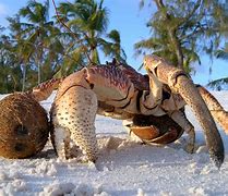 Image result for Coconut Crab Species
