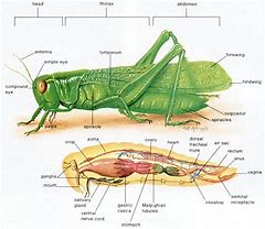 Image result for Grasshopper Body Parts
