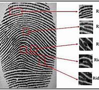 Image result for Fingerprint Identification Worksheet