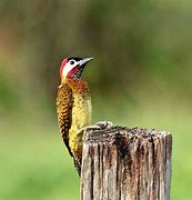 Image result for Colaptes Picidae