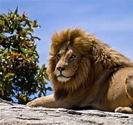 Image result for Animals in Lion King