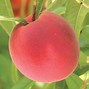 Image result for Pink Peach Fruit