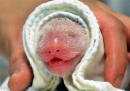 Image result for Baby Panda Just-Born