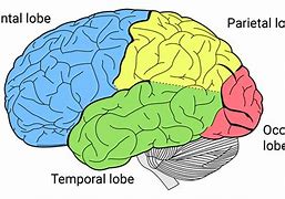 Image result for Human Brain Frontal Lobe