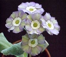 Image result for Primula auricula Rajah