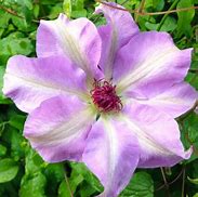 Image result for Clearview Clematis