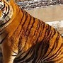 Image result for Fatest Tiger in the World