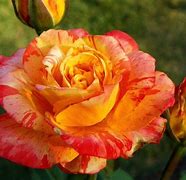 Image result for Soft Pink and Yellow Rose