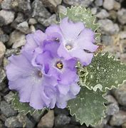 Image result for Primula marginata