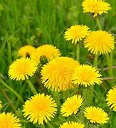 Image result for Beautiful Yellow Things