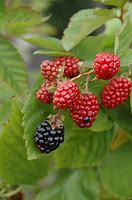 Image result for Rubus Black Satin