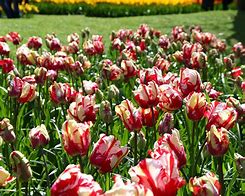 Image result for Tulipa Estella Rijnveld