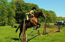 Image result for Horse Racer