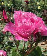 Image result for Rosa The Mac Cartney Rose