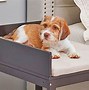 Image result for Amazing Dog Beds