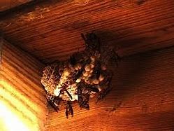 Image result for Bats Nesting in Attic